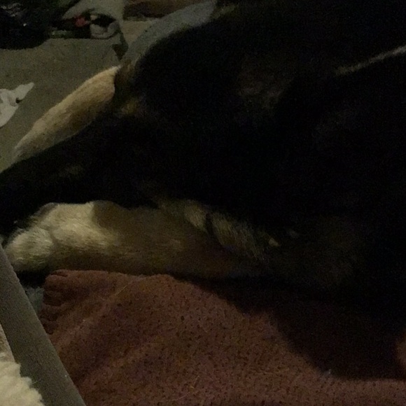 Meet your Posher, Evelyn - Picture 1 of 1